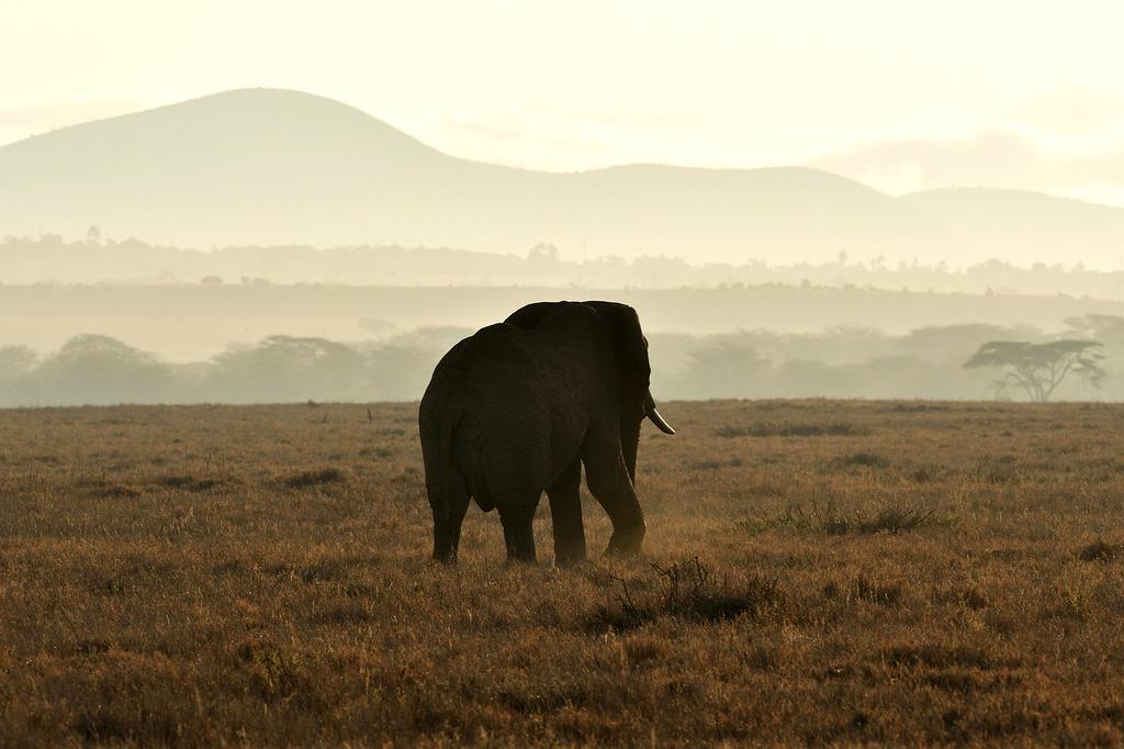 Savanna landscape with elephants at sunset in Kenya